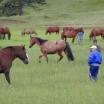 Photo of horse catching
